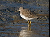 greater_yellowlegs_109857