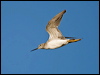 greater_yellowlegs_110406