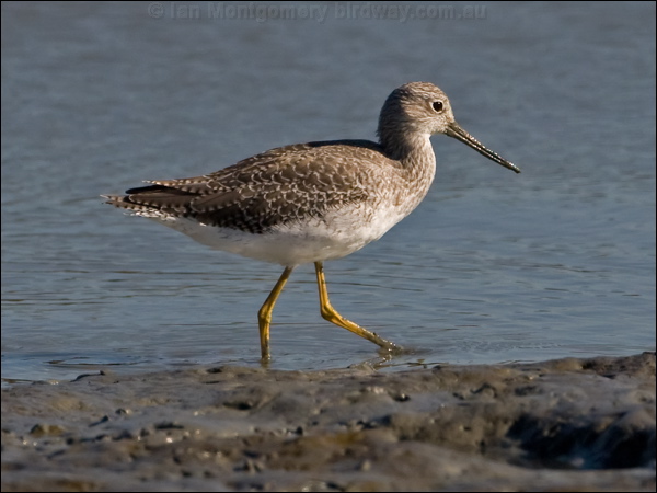 Greater Yellowlegs greater_yellowlegs_108691.psd