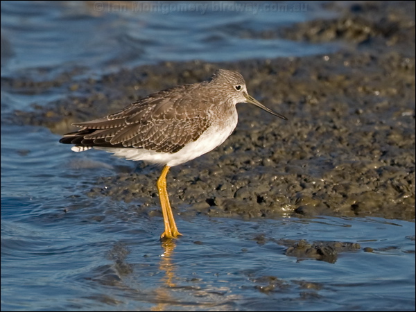Greater Yellowlegs greater_yellowlegs_109830.psd