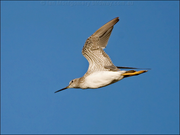 Greater Yellowlegs greater_yellowlegs_110406.psd