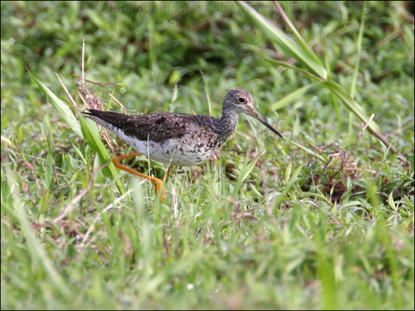 Greater Yellowlegs greater_yellowlegs_23950.jpg