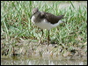 green_sandpiper_17645