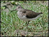 green_sandpiper_17651
