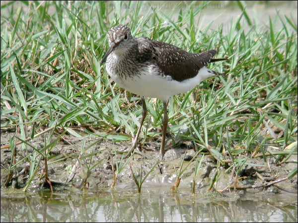 Green Sandpiper green_sandpiper_17645.jpg