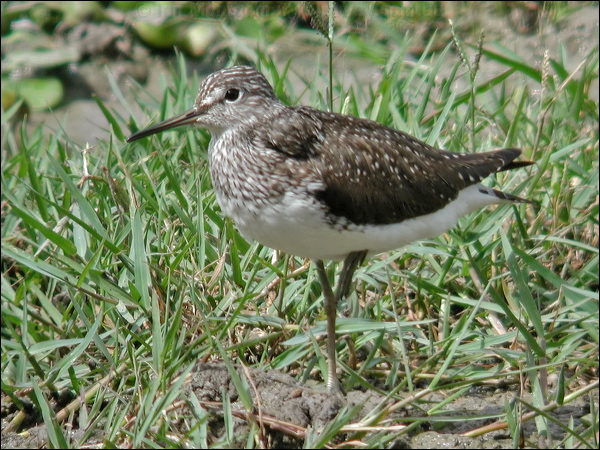 Green Sandpiper green_sandpiper_17651.jpg