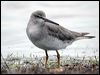 Click here to enter gallery and see photos of Grey-tailed Tattler