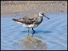 grey_tailed_tattler_113539