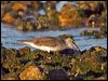 grey_tailed_tattler_164517