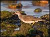 grey_tailed_tattler_164522