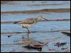 grey_tailed_tattler_99833