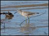grey_tailed_tattler_99837