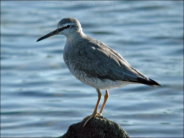 Grey-tailed Tattler grey_tailed_tattler_00523.jpg