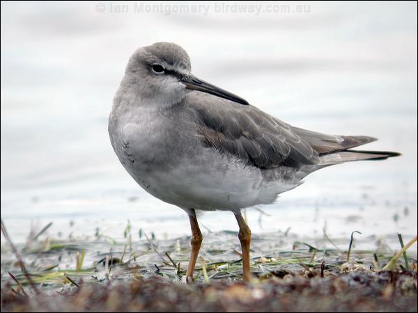 Grey-tailed Tattler grey_tailed_tattler_07627.jpg