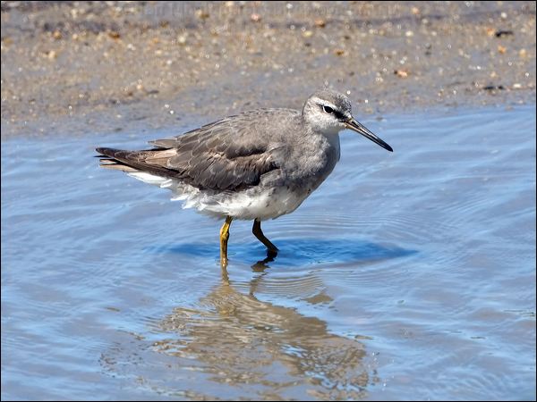 Grey-tailed Tattler grey_tailed_tattler_113539.psd