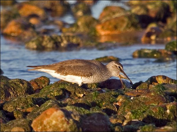 Grey-tailed Tattler grey_tailed_tattler_164517.psd