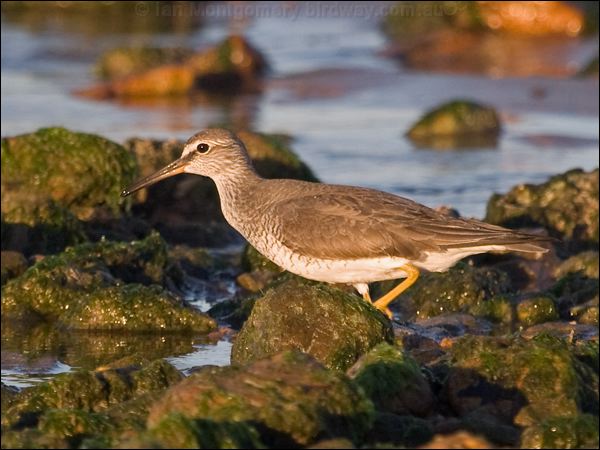 Grey-tailed Tattler grey_tailed_tattler_164522.psd