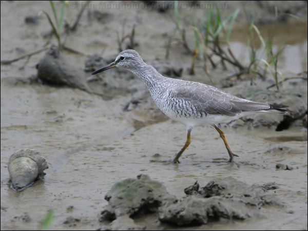 Grey-tailed Tattler grey_tailed_tattler_64721.jpg