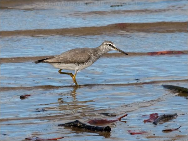 Grey-tailed Tattler grey_tailed_tattler_99833.psd