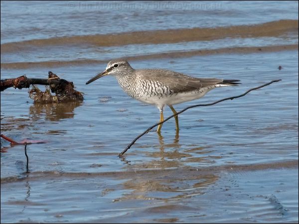 Grey-tailed Tattler grey_tailed_tattler_99837.psd