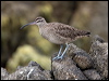 Click here to enter gallery and see photos of Hudsonian Whimbrel