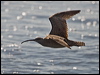 hudsonian_whimbrel_208389