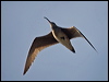 hudsonian_whimbrel_208402