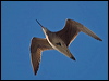 hudsonian_whimbrel_208406