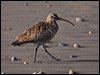 hudsonian_whimbrel_208486