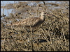 hudsonian_whimbrel_79847