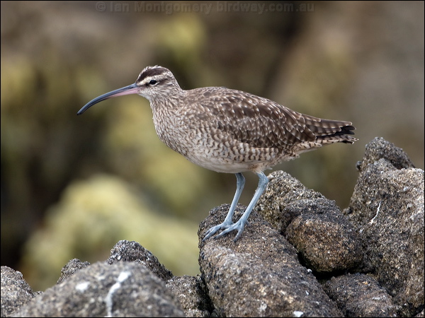 Hudsonian Whimbrel hudsonian_whimbrel_107670.psd