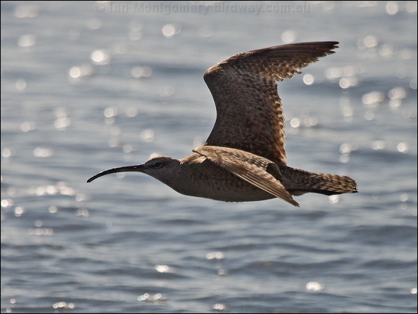 Hudsonian Whimbrel hudsonian_whimbrel_208389.psd