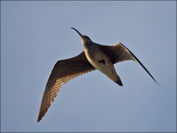 Hudsonian Whimbrel hudsonian_whimbrel_208402.psd