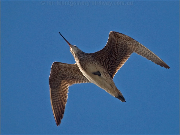 Hudsonian Whimbrel hudsonian_whimbrel_208406.psd