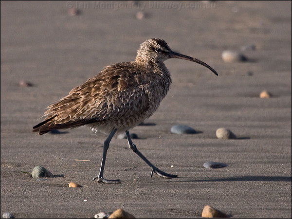 Hudsonian Whimbrel hudsonian_whimbrel_208486.psd