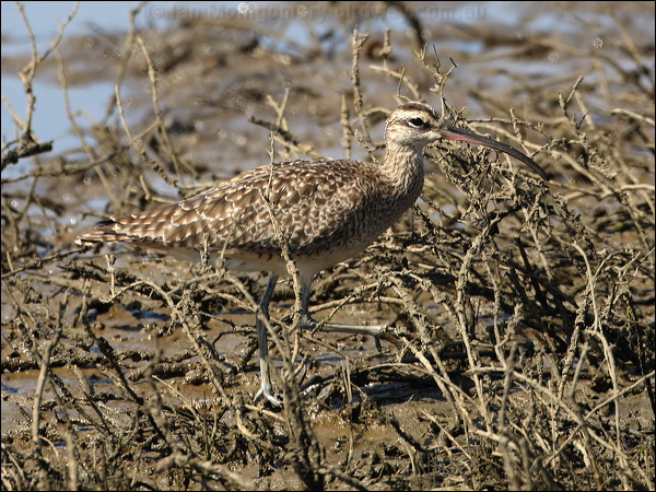 Hudsonian Whimbrel hudsonian_whimbrel_79847.jpg