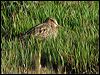 lathams_snipe_07648