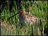 lathams_snipe_07664