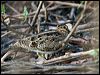 lathams_snipe_155159