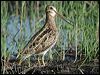 lathams_snipe_15867