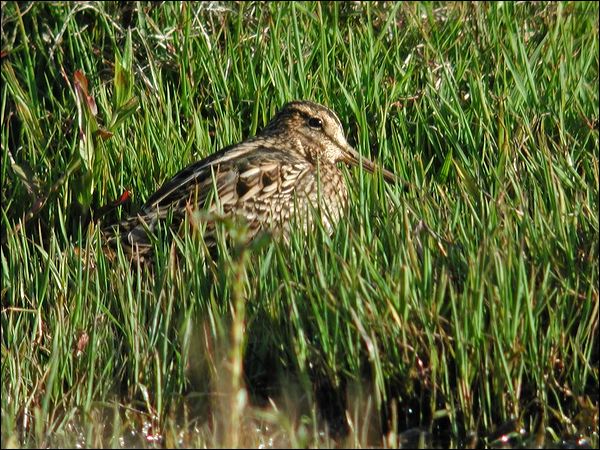 Latham's Snipe lathams_snipe_07648.jpg