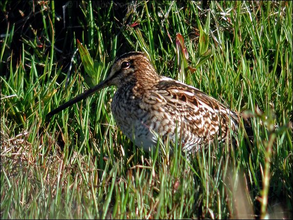 Latham's Snipe lathams_snipe_07664.jpg
