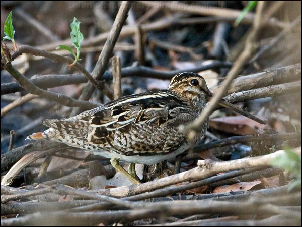 Latham's Snipe lathams_snipe_155159.psd