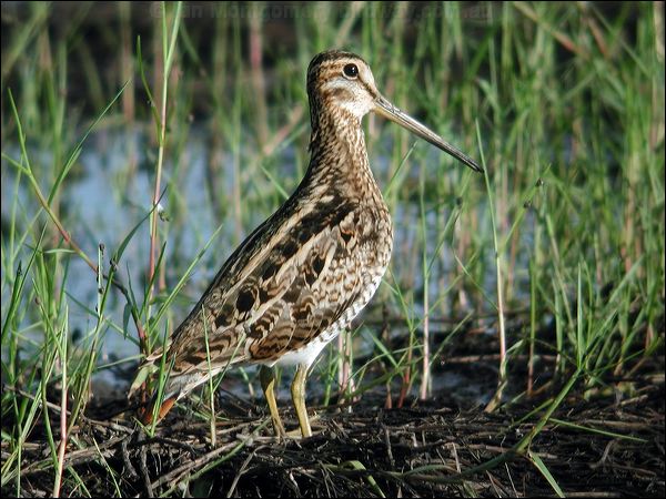 Latham's Snipe lathams_snipe_15873.jpg