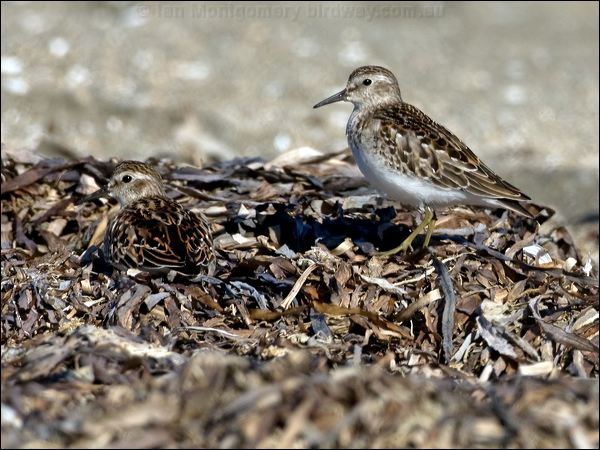 Least Sandpiper least_sandpiper_108539.psd