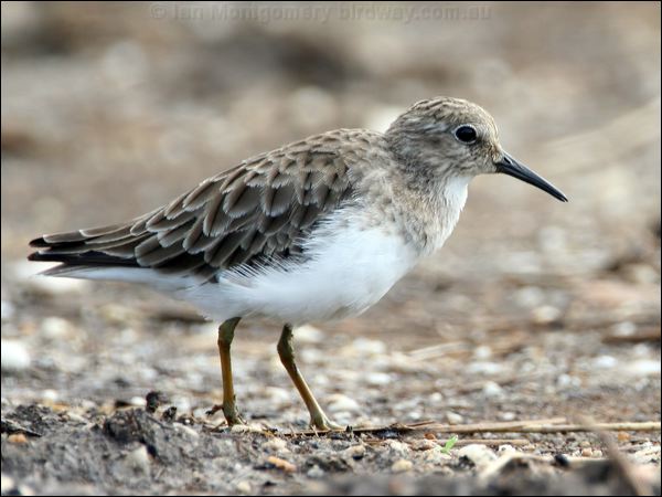 Least Sandpiper least_sandpiper_24083.jpg