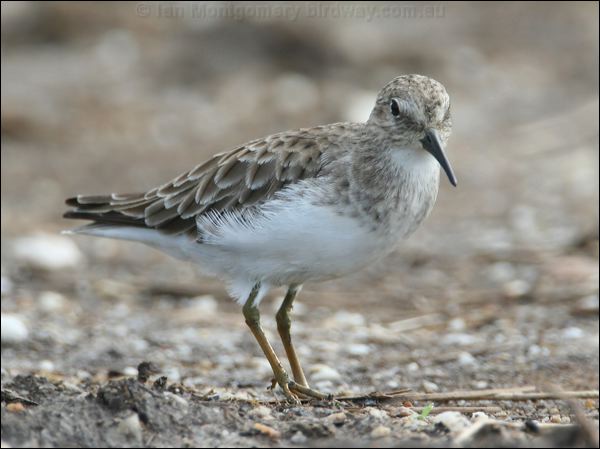 Least Sandpiper least_sandpiper_24084.jpg