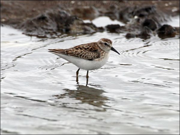 Least Sandpiper least_sandpiper_27390.jpg