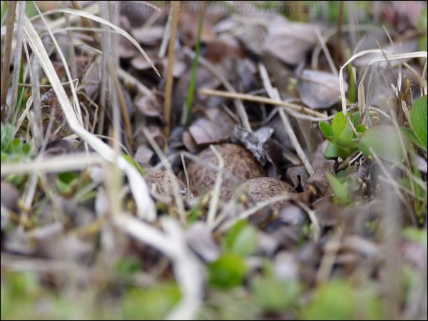Least Sandpiper least_sandpiper_68778.jpg