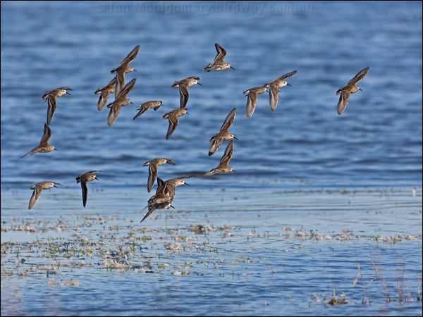Least Sandpiper least_west_sandp_109232.psd
